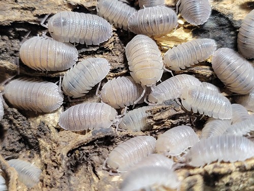 10 Stück Armadillidium Omblae Sandstein - Bild 3 von 4