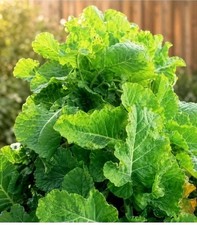 Asturian Tree Cabage seeds -  20 seeds - Rare