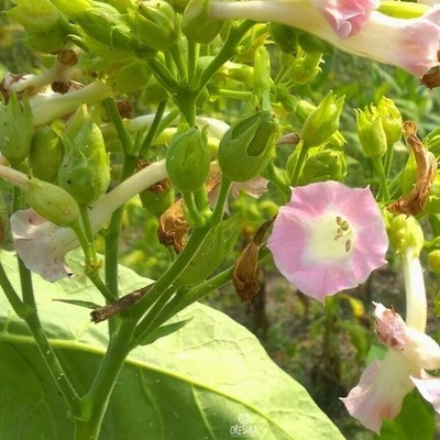 Tabak Golden Burley 300+ Stück frische Samen, Nicotiana tabacum, Tabaksamen