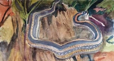 Art Watercolor Garter snake 