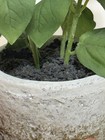 Indoor Artificial Basil Plant in cement like pot about 9” — photo 4