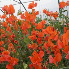 DUFTENDE PLATTERBSE PRINCE OF ORANGE -Lathyrus odoratus 10+ Samen Z 154