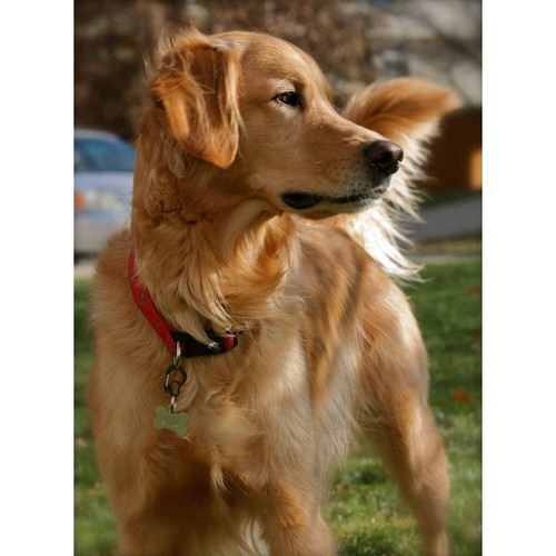 Rubit! Curve Aluminum Dog Tag Clip Small - Picture 6 of 14