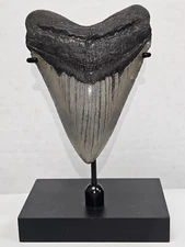 TOP SELLER! Black Megalodon Display Stand shark teeth fossil TOOTH NOT INCLUDED