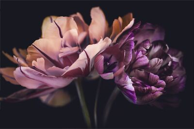VINYL Fototapete XXL TAPETE WONHZIMMER bunte Tulpen 3D 2188