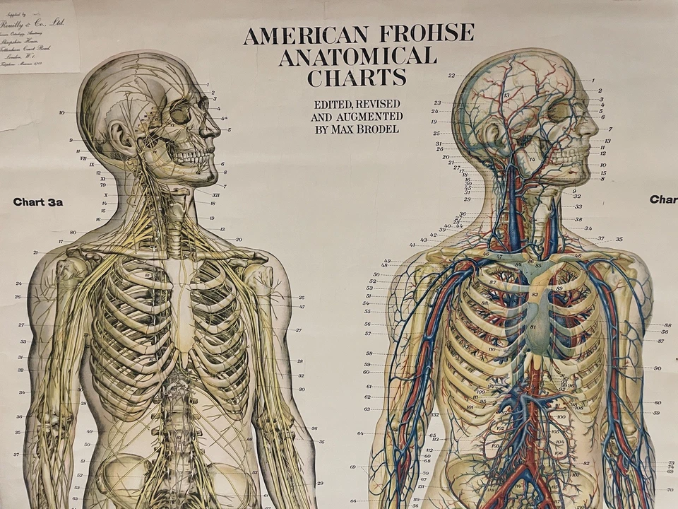 Frohse Adam Rouilly Nervous Circulatory System Medical Anatomical Chart Poster - Image 3 of 4