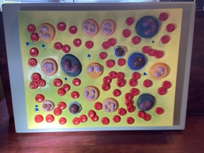 Altay Human Blood Cell Types Model