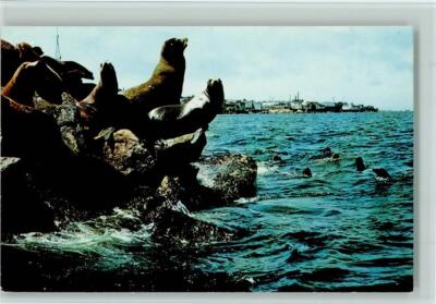 40139932 - Monterey Peninsula California Sea Lions Swim to the Rocks in
