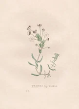 Hibiscus Palustris Eibisch Lithograph Botany Van Geel Sertum Botanicum 1829