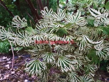 Rare Japanese maple cultivar 7yr 'Yama nishiki'