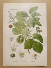 1886 ANTIQUE PICTURES LITHOGRAPH ART PRINT BOTANY FLOWER FLORA NATURE DECO PO...