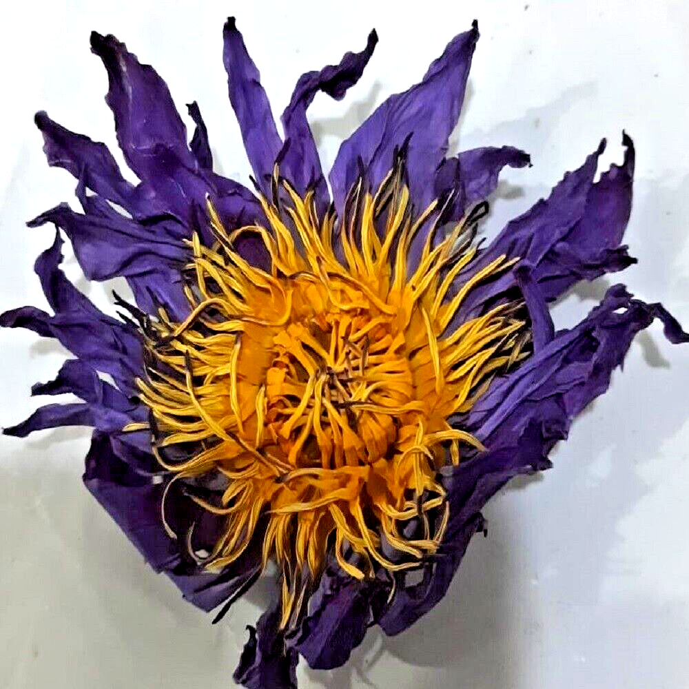 Nymphaea Caerulea Blue Lotus Flowers Hand Picked Pure Dried Flowers Lucid Dream