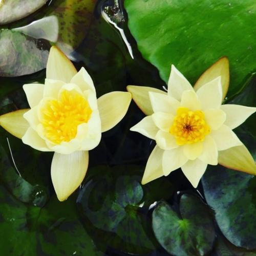 Yellow Nymphaea Helvola Live Aquarium Plant Hardy Water Lilies Tuber for Freshwa - Picture 5 of 12