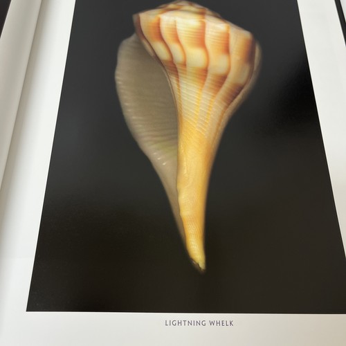 Harold Feinstein One Hundred Seashells Photography Hardcover Dust Jacket - Picture 13 of 14