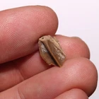 Edmontosaurus Tooth Authentic Dinosaur - Hell Creek Formation Cretaceous - GREAT