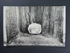 Cathedral Tree Redwood Highway California CA Real Photo Postcard RPPC c1930-50