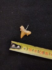 Mini Dente Di Squalo Fossile - Ciondolo - 3 cm - Con Scatoletta 
