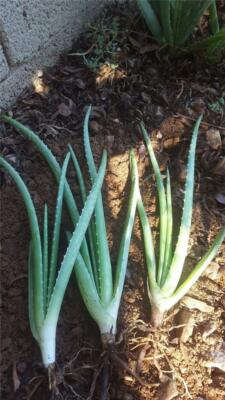 aloe vera gel oder saft Starterkit: Bio Aloe Vera Saft & Gel – WILD BABOON main image 0