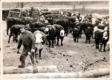 LG61 1974 Original Oversize APN Photo WINTERY TIMES FOR FARMERS WISCONSIN CATTLE