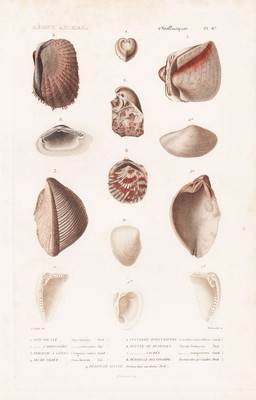 Opis dilatatus Muscheln sea shells engraving Stahlstich Cuvier 1849