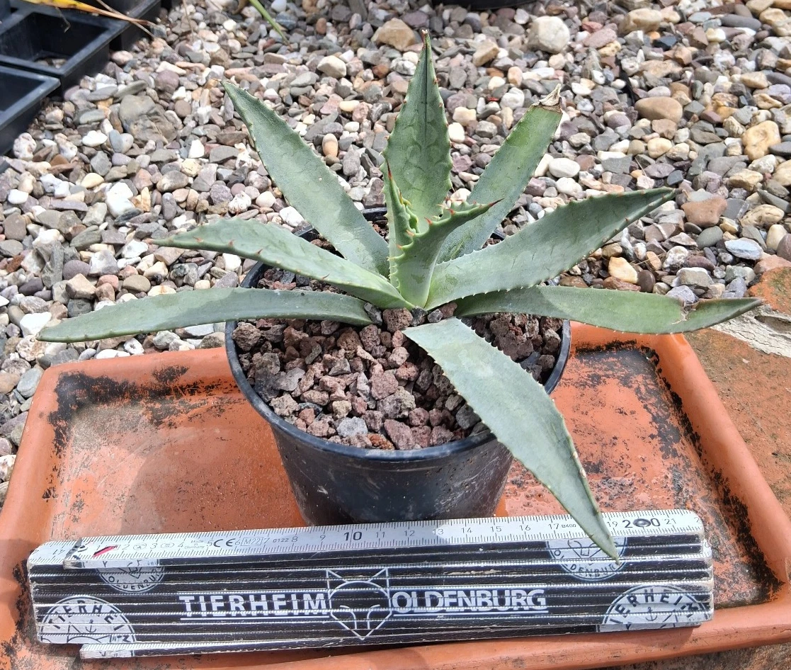Winterharte Agave-Pflanzen online kaufen | eBay.de