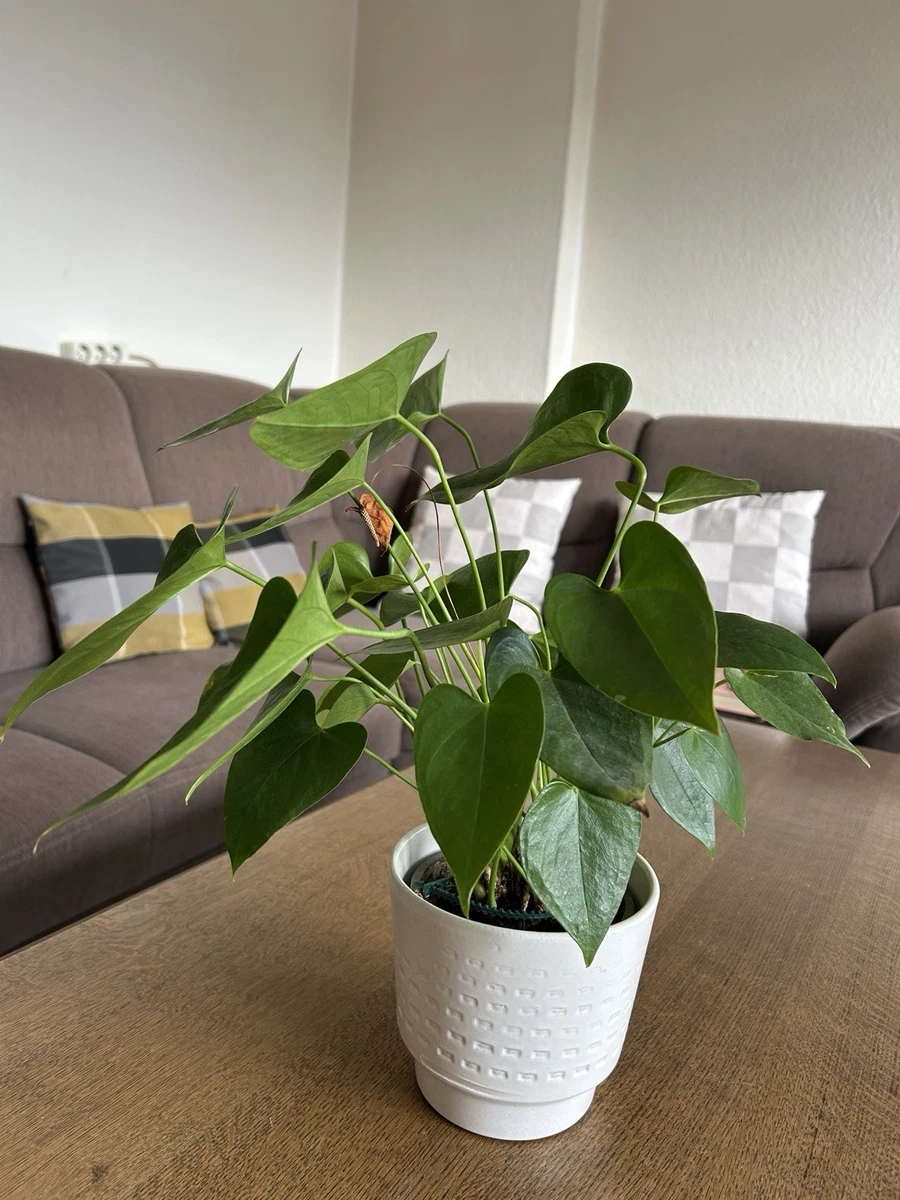 gummibaum 2m kaufen Gummibaum (Ficus elastica) 'Robusta' kaufen