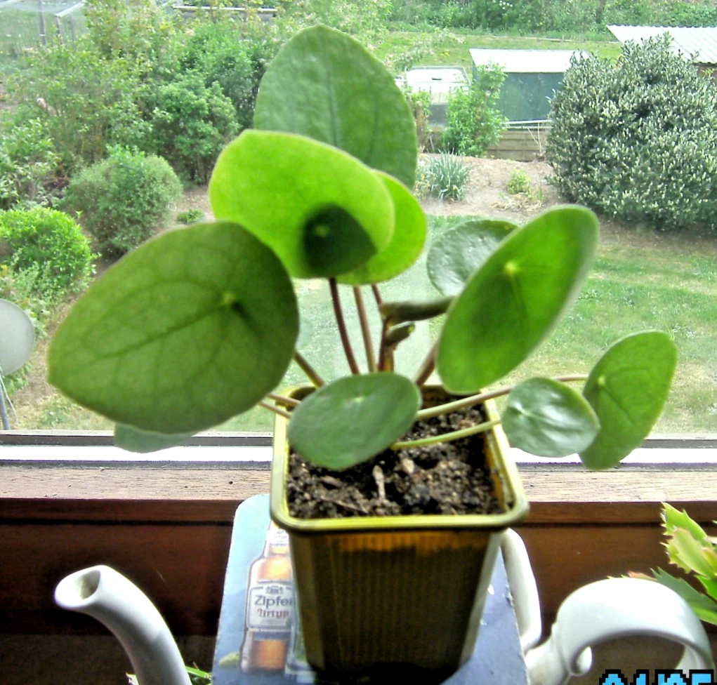 Pilea Peperomioides online kaufen | eBay.de