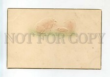 528107 EMBOSSED Family PIG Vintage postcard