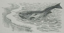HOOKED FISH By TUNNICLIFFE : 1943 Print of a Woodcut : Fishing