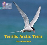Clare Helen Welsh | Terrific Arctic Terns | Taschenbuch | Englisch (2022)