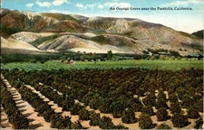Divided-back ORANGE GROVES Foothills In San Jose California CA a/31 BB9897
