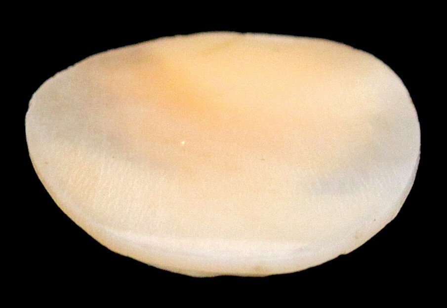 Antique Vintage Hand Carved Italian Shell Cameo Portrait Woman Italy Brooch Pin