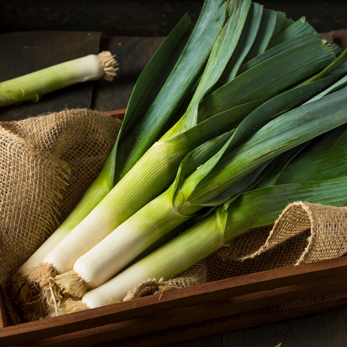 1000 Giant Musselburgh Leek Seeds - Heirloom Open-Pollinated Vegetable Seeds By Everwilde Farms