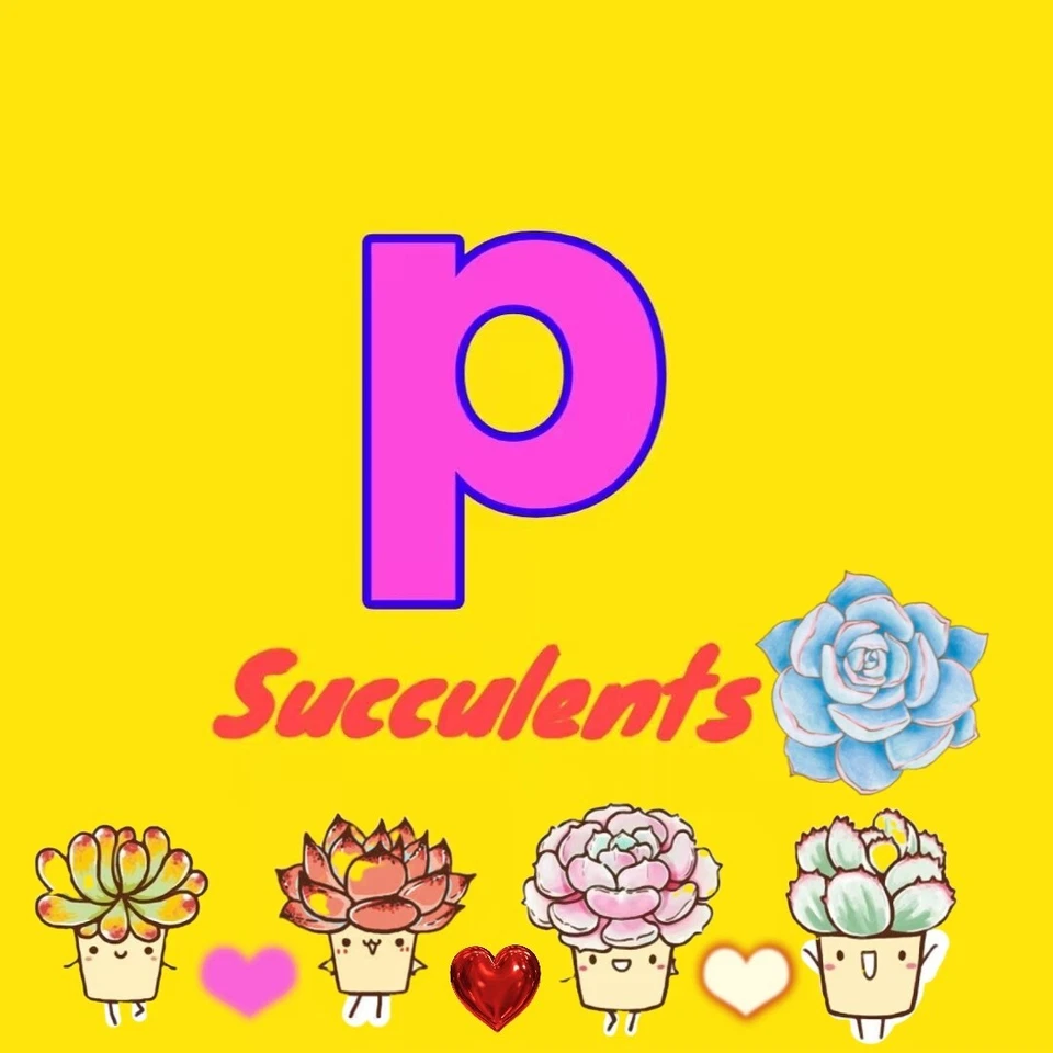 Echeveria Pink Laui  4cm ，Single ONE plant  succulent  - Image 4 of 4