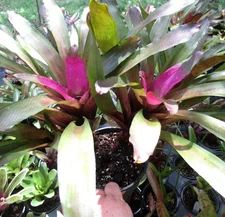 BUY 4 SAVE 20% BROMELIAD Neoregelia BURLE-MARXII Small Form Offset - Species