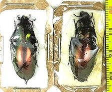 Carabidae, Carabus (Lamprostus) torosus sinopensis pair A1, N. Turkey