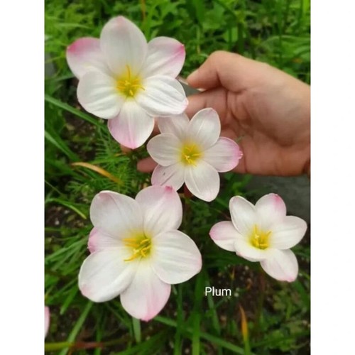1 bulb AUTHENTIC Rain Lily Zephyranthes 70-150mm size (130 varieties) page 3 - Picture 39 of 49
