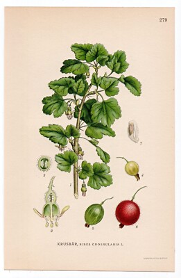 1926 Lindman Botanical Flower Print, Gooseberry (Ribes grossularia)