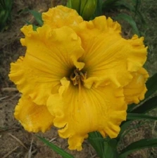 VILLA DEL SOL  	   Daylilies 2 fans Return and multiply yearly World's Finest