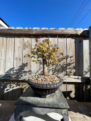 AWESOME!! MIGHTY JAPANESE TRIDENT MAPLE Pre-Bonsai, GREAT TRUNK