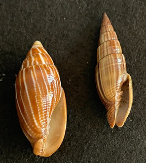 Strigatella scutulata 30 mm Mauritius & Vexillum politum 32 mm Philippines