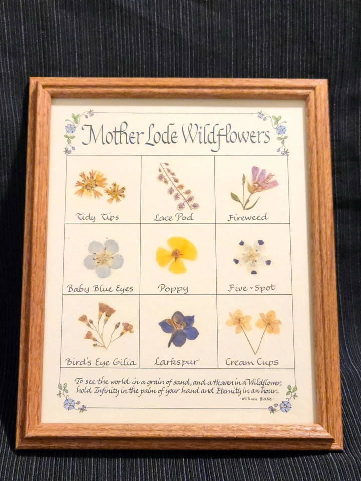 Mother Lode Wildflowers Pressed & Framed - Image 2 of 4