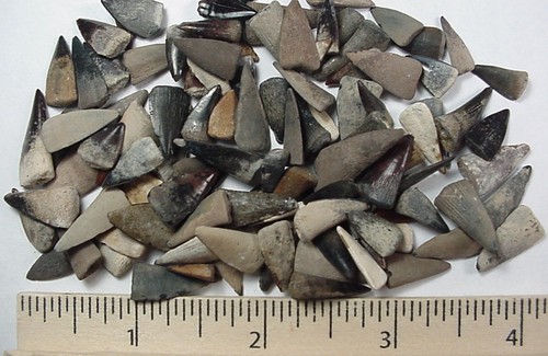 100 -  Fossilized Barracuda teeth from North Florida