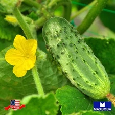 CucumberFresh Seeds Pickling Bush Pickle Non-GMO Heirloom Vegetable