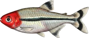 Rummynose Tetra Fish Self Adhesive Vinyl Sticker