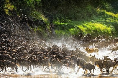 Laminated Lion Chasing Wildebeest Photo Wild Animals Poster Dry Erase 24x36
