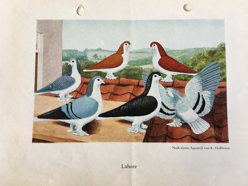 Geschenkidee für Taubenzüchter - nostalgische Kunstdrucke gerahmt - große Tauben - Picture 22 of 25
