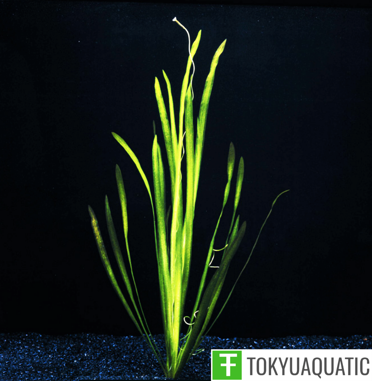 Vallisneria Spiralis Jungle Val Bunch Freshwater Live Aquarium Aquatic