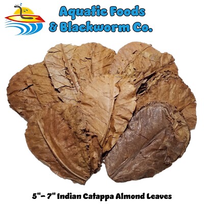 2500 Indian Catappa Almond Leaves, 5'' - 7''  Shrimp, Bettas, Aquariums