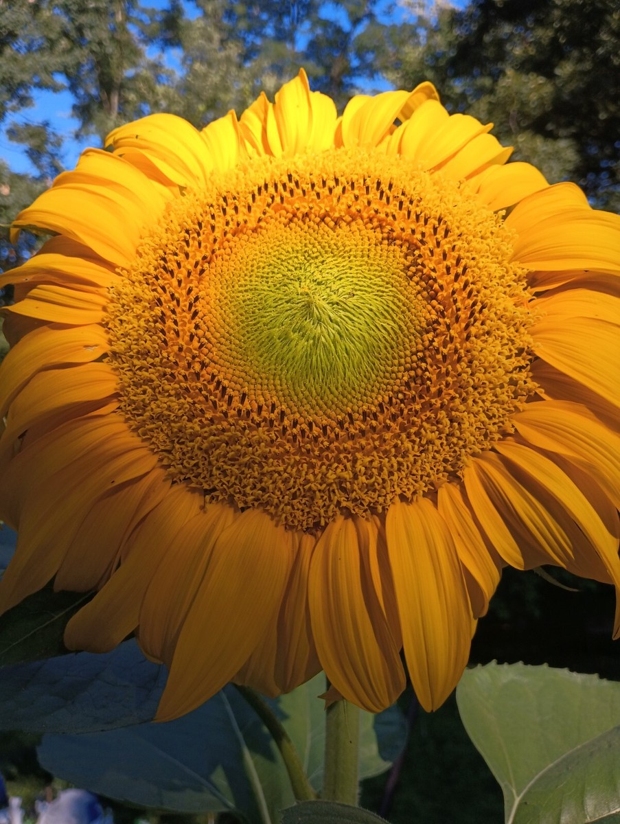 30 Titan Giant Sunflower seeds 20+ Inch Wide Heads!!! Easy